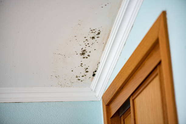 Best Bathroom Mold Remediation in Gordon, PA